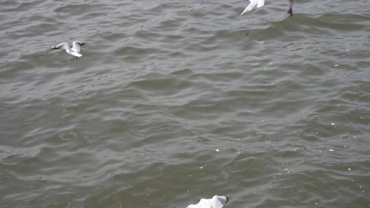 昆明海埂大坝喂海鸥
