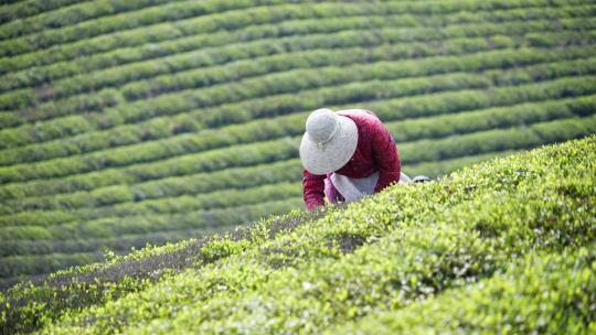 茶农在茶园采茶