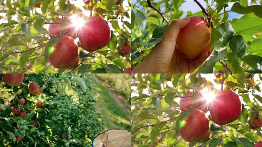 【合集】果园红苹果采摘绿色健康高清视频