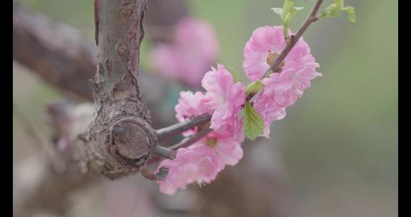春天盛开的海棠花  樱花  花瓣落下