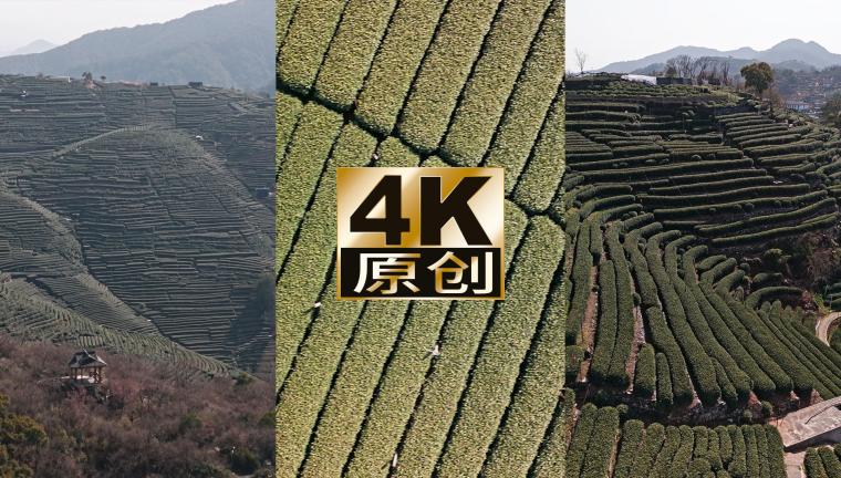 竖屏杭州西湖龙井茶田合集