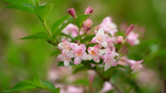 4K花卉植物素材——海仙花