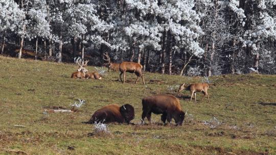 鹿和野牛作为一个动物家庭生活在一片绿色的田野上，以冰冻的森林为后盾视频素材模板下载