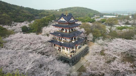 原创 江苏无锡太湖鼋头渚樱花谷航拍风光