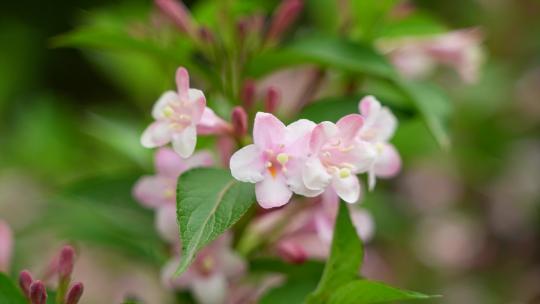 4K花卉植物素材——海仙花