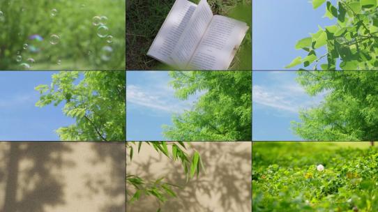 阳光树叶光影唯美泡泡