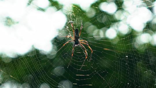 一只黑色圆网蜘蛛在丛林中的蜘蛛网上休息的慢动作特写镜头