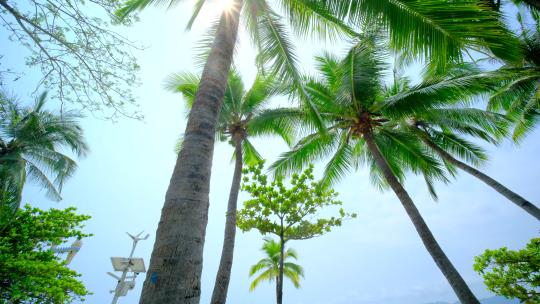 海南三亚 椰树 椰子树 海边沙滩海滩度假