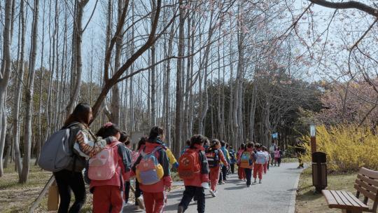 小学生樱花节春游列队高清在线视频素材下载