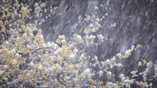 冬季大雪黄色腊梅梅花积雪视频素材模板下载