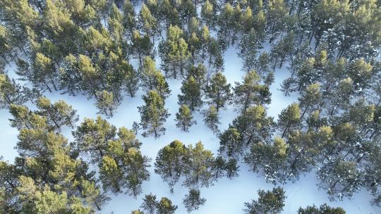 鸟瞰呼伦贝尔雪原沙地樟子松松林
