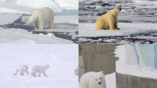 [合集] 北极熊镜头小北极熊冰面