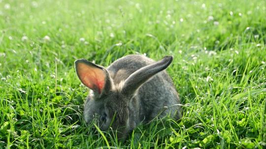 绿草中的灰色兔子