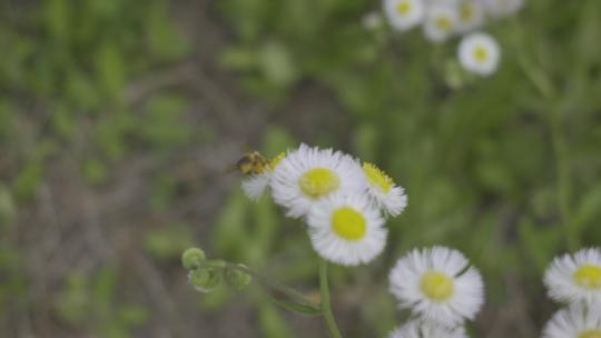 小清新鲜花阳光和雏菊