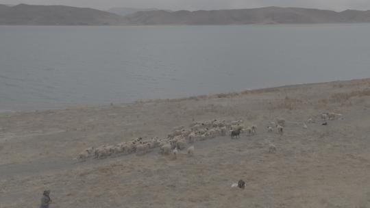 航拍藏区牧民在湖边放羊