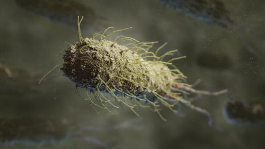 细菌病毒治疗感染大肠杆菌微生物