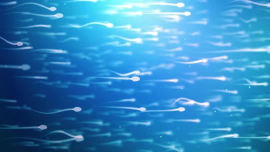 动画精子细胞游泳视频4K