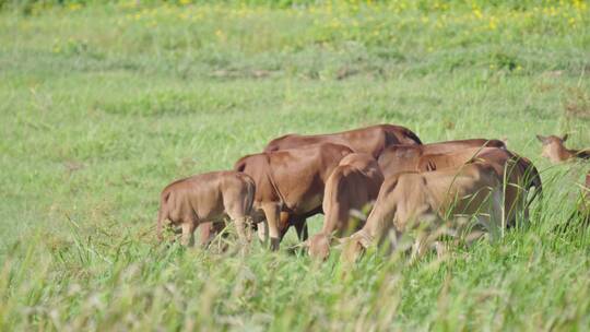 海南黄牛在农场悠闲地吃草