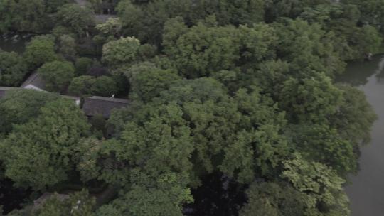 夏日南方湿地森林自然户外白鹭鸟类飞翔航拍视频素材模板下载