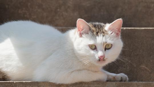 可爱猫咪4K实拍镜头