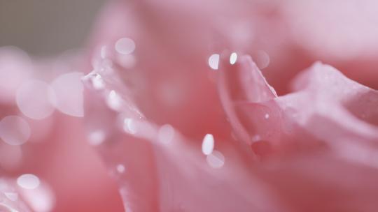 玫瑰花瓣实拍4K可商用视频素材模板下载