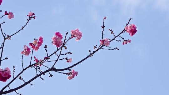 春天盛开的樱花实拍视频