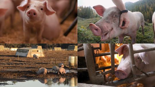 【合集】小猪猪圈牲畜养殖业畜牧业猪