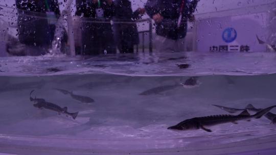 相机高清摄2023年宜昌中华鲟放流缸