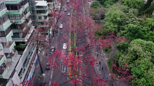 广州烈士陵园春日红色百年木棉花航拍4K视频