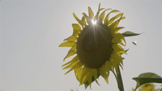 阳光下的向日葵蜜蜂采蜜视频素材模板下载
