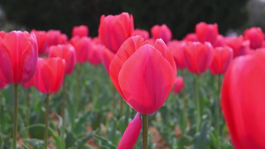 春天公园里盛开的郁金香花海自然风光