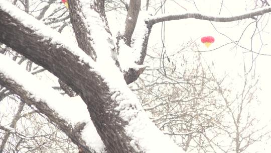 大雪中的大树红灯笼2视频素材模板下载