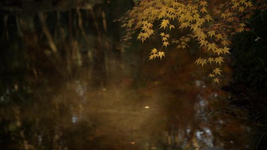 杭州九溪秋天早晨的枫树叶下水面有雾气飘动