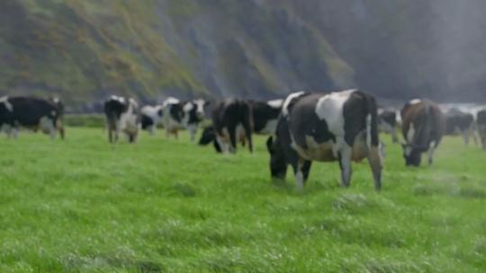 奶牛吃草绿草地阳光农庄农场奶牛