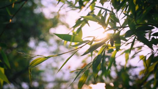 阳光穿过柳树叶子唯美空镜