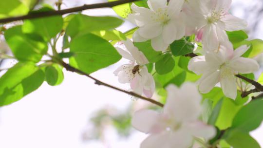 春天空镜-春天樱花视频素材模板下载