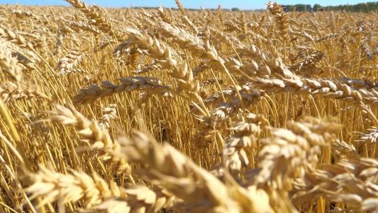 小麦种植基地 丰收的季节视频素材模板下载
