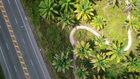 高速公路旁的椰子树田