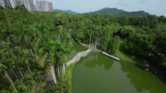 广州华南植物园fpv穿越机航拍4K视频素材模板下载