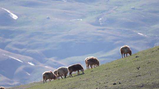 羊群 山羊绵羊 农场 草地 放牧 吃草