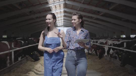 肖像两个女孩农民和农场里的奶牛一起参观谷仓