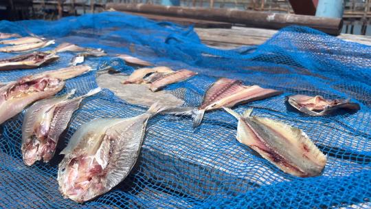 泰国居民晾晒的鱼干