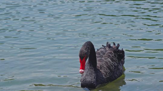 湖面上的黑天鹅和幼崽视频素材模板下载