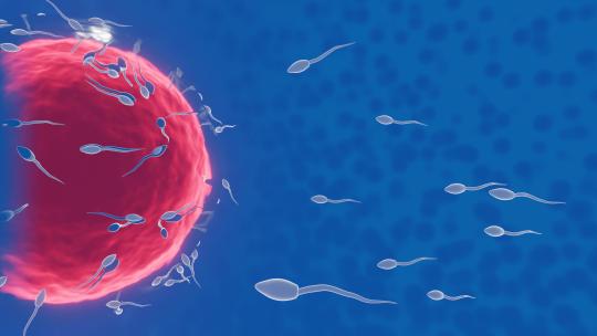 卵子和精子之间的受精前模型 3D动画4K (3)