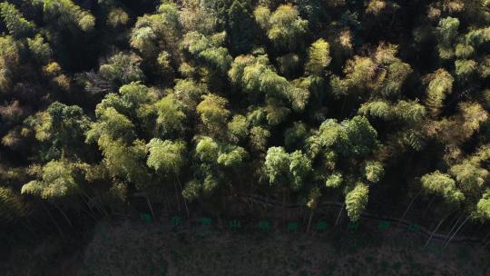 杭州西山森林公园航拍视频素材模板下载
