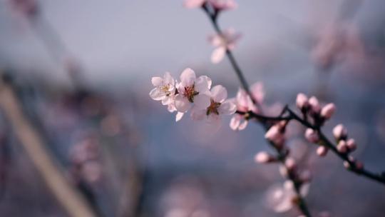 春天田野里盛开的桃花