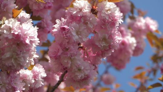 春天的樱花树视频素材模板下载