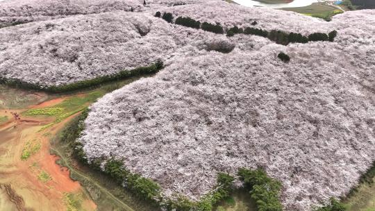贵州平坝樱花实拍
