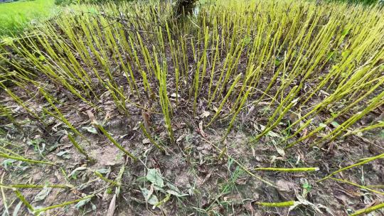 秋天丰收的芝麻