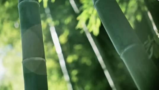 唯美竹林光影竹海意境阳光原生态竹叶